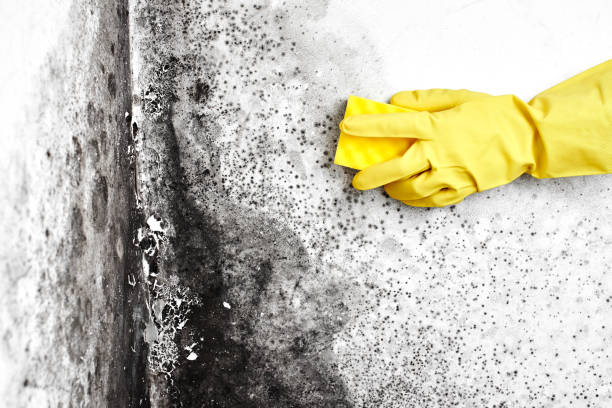 Home Mold Removal in Yellow Springs, OH