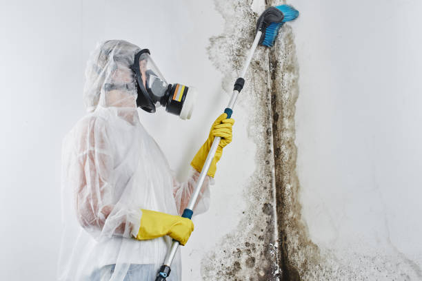 Best Mold Removal Near Me  in Yellow Springs, OH