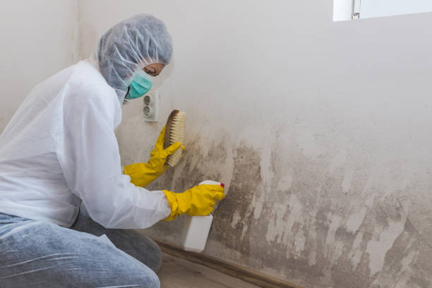 Mold Removal and Inspection