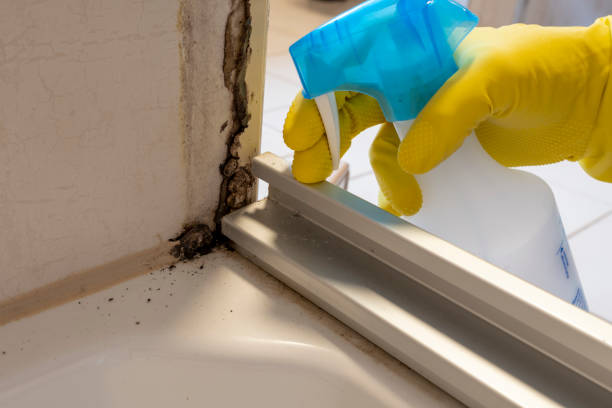 Best Office Mold Removal Services  in Yellow Springs, OH