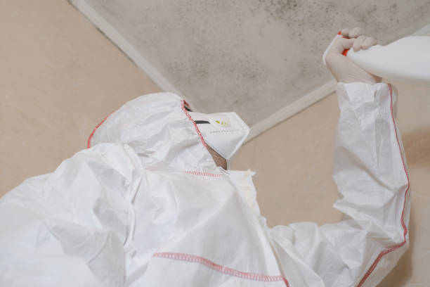 Best Local Mold Removal Service  in Yellow Springs, OH