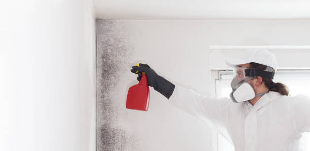 Best Certified Mold Removal  in Yellow Springs, OH