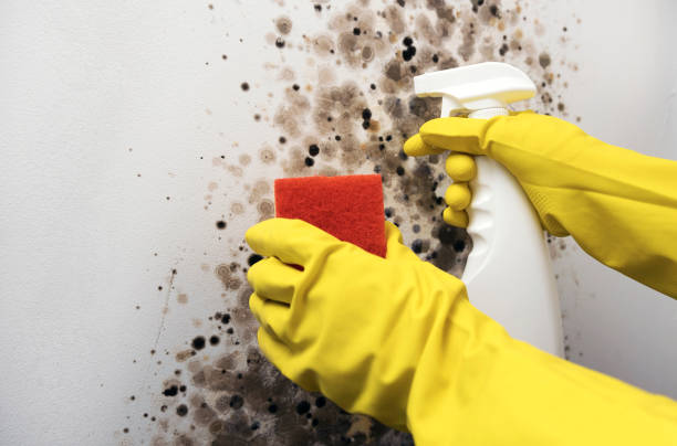 Crawl Space Mold Removal in Yellow Springs, OH