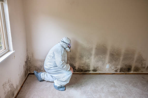 Best Toxic Mold Removal  in Yellow Springs, OH