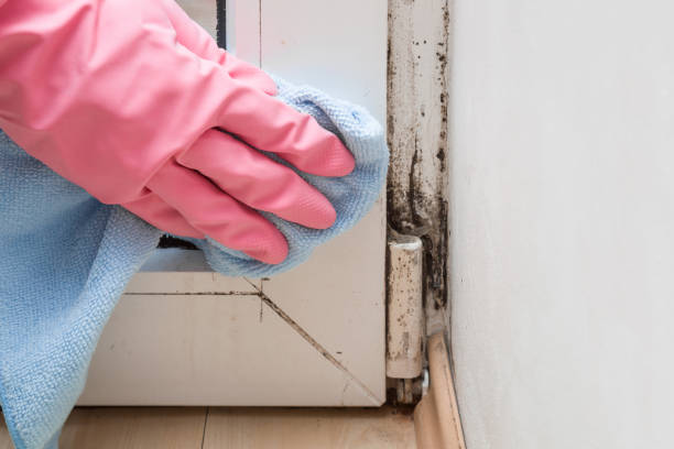 Home Mold Removal in Yellow Springs, OH